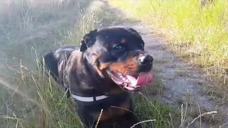 Rottweiler-Disfrutando-Del-Sol-En-Un-Día-De-Verano-En-Full-Hd