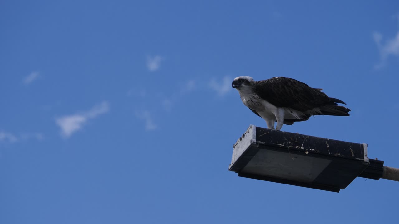 White-bellied Sea Eagle Perched On Street Light Against Sunny Blue Sky, Feeding On Scavenged Food. low angle shot
