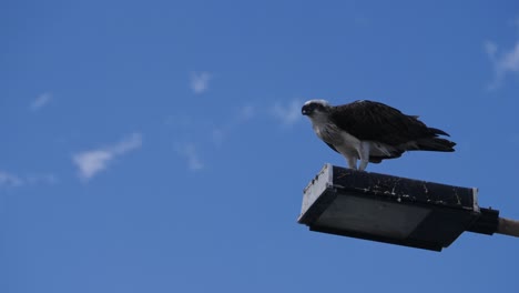white-bellied sea eagle perched on street light against sunny blue sky, feeding on scavenged food. low angle shot
