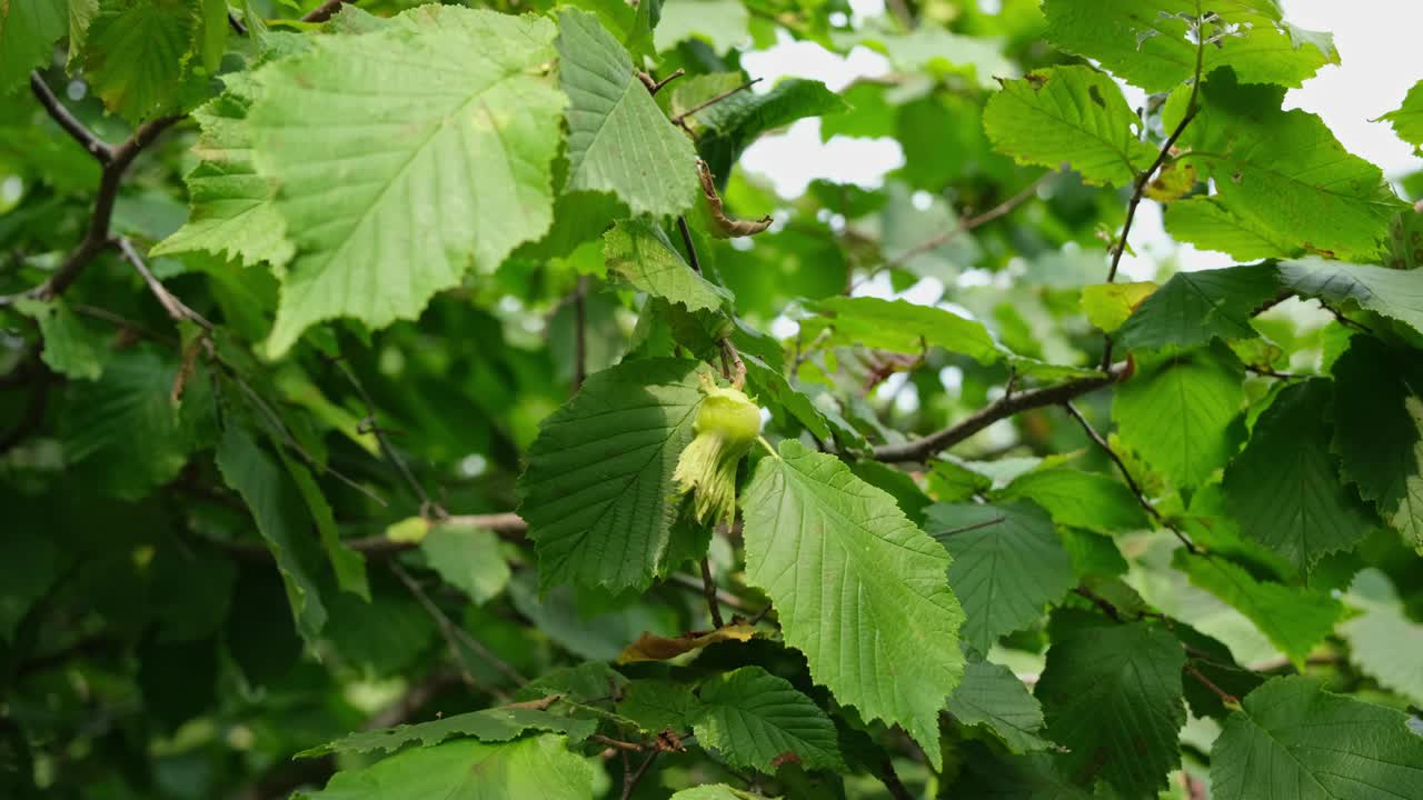 유기농 나무의 초록색 헤이즐 과일과 잎의 클로즈업