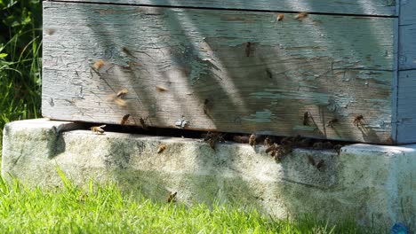 the bees returning from collecting honey fly back to the hive