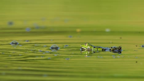 Rana-Verde-Flotando-En-Un-Estanque-Reflectante-Con-Burbujas-Con-Moscas-Pasando