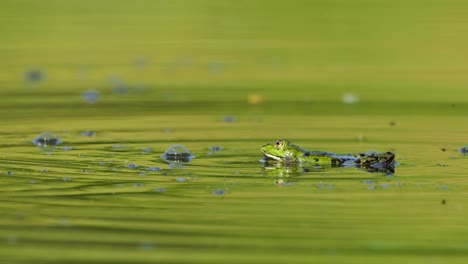 rana verde flotando en un estanque reflectante con burbujas con moscas pasando