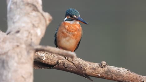 Eisvogel-Im-Teichbereich,-Der-Auf-Das-Gebet-Wartet.