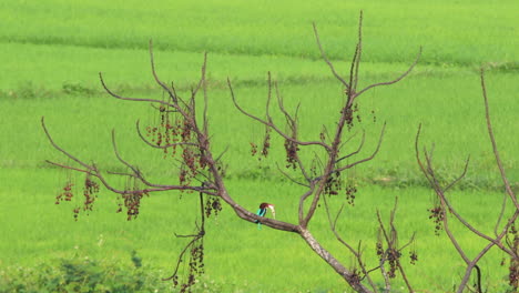 White-throated-kingfisher,-Halcyon-smyrnensis,-sitting-on-a-tree-branch-above-rice-paddies-and-ramming-a-big-frog