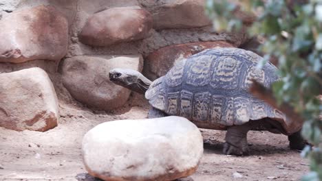 Close-Up-View-Of-A-Tortoise-Walking-Around-In-Western-Cape,-South-Africa