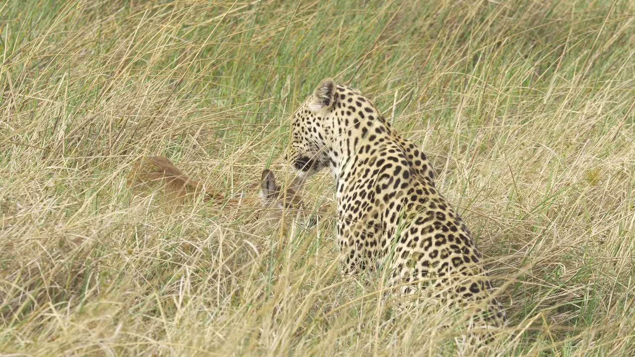 leopardo en hierba alta con un bebé lechwe herido, gato jugando con la presa