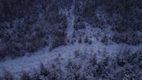 aerial view of a frozen forest with snow covered trees at winter landscape - tilt shot