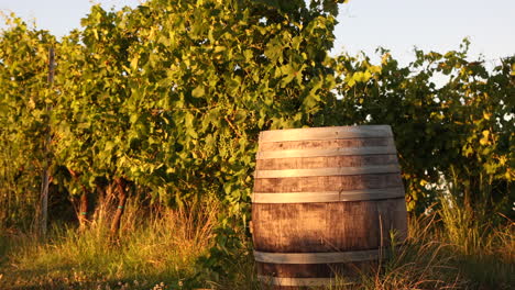 sunset and a barrel in the middle of vineyards Italy