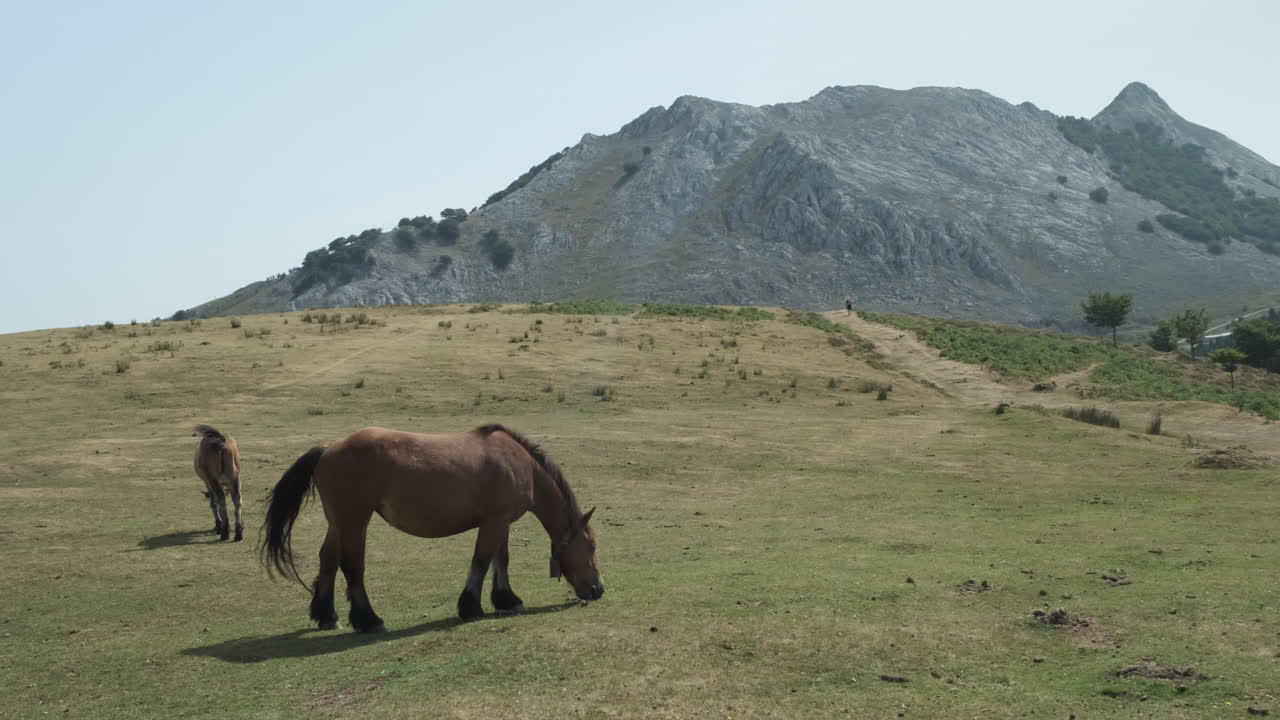 tiro estático de hermoso caballo bretón pastando hierba verde, fondo de montaña, anboto vizcaya, españa