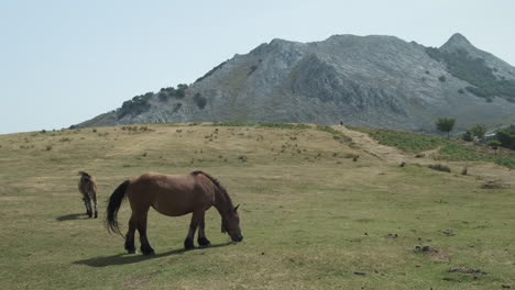 Tiro-Estático-De-Hermoso-Caballo-Bretón-Pastando-Hierba-Verde,-Fondo-De-Montaña,-Anboto-Vizcaya,-España