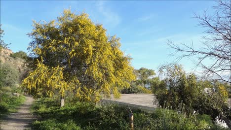 yellow mimosa flowers in bright spring sunshine in andalusia, spain