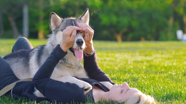 Bella giovane donna che gioca con un divertente cane husky all'aperto nel parco.