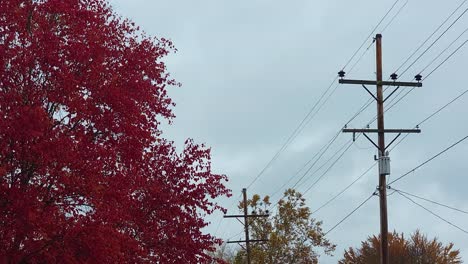 Toma-Estática-De-Poste-Eléctrico,-Voltaje-De-Alta-Tensión,-Cables-Eléctricos-Cerca-De-árboles