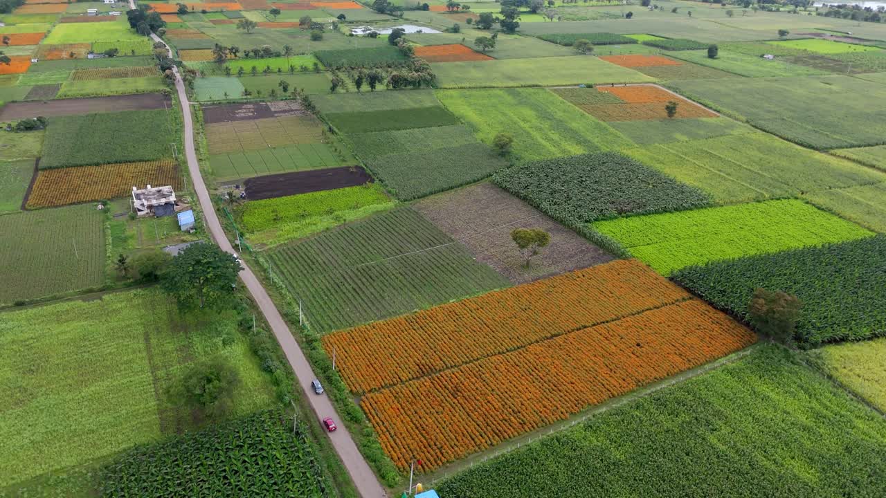 Gundlupet flower farming, The flower pot of India located In Karnataka, flower cultivation in Gundlupet, Onam vibes