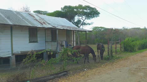 caballos pastando en un edificio abandonado