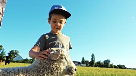 young boy pats a sheep in the fold at the field in the southern part of sweden