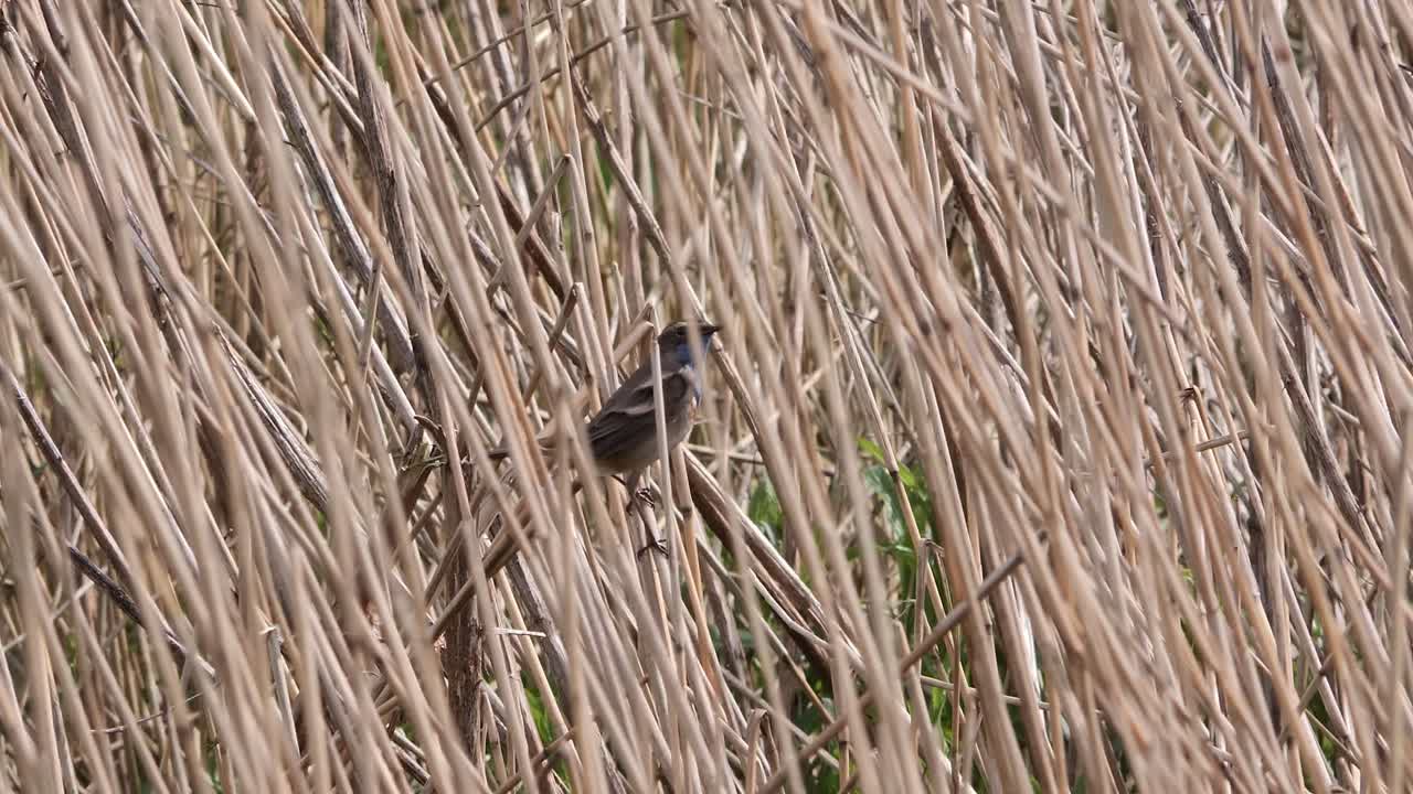 네덜란드 폴더 (dutch polder) 에서 흔들리는 사탕수수 속에 숨겨진 블루트로트 (bluethroat)