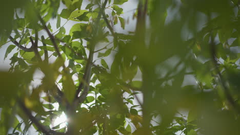 primer plano de hojas verdes balanceándose suavemente en el viento con la luz del sol filtrando a través del follaje, creando sombras suaves y naturales y vegetación vibrante