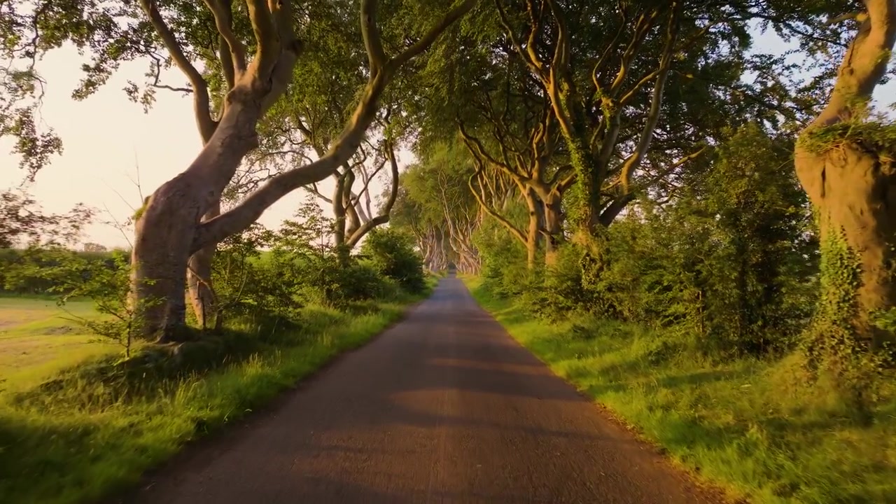 Camera glides along the empty Dark Hedges country road as evening light warms the beech tree tunnel and surrounding fields.