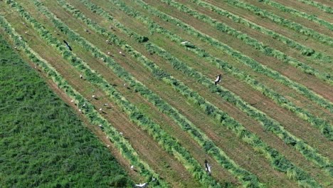 Aerial-slow-motion-shot-of-flight-of-storks-over-grass-field