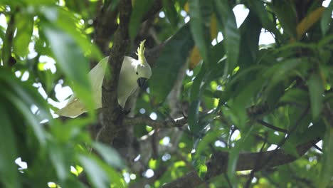 cockatoo flies and lands amidst lush green foliage.