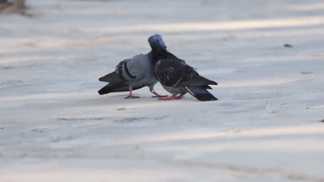 two pigeons performing a mating dance