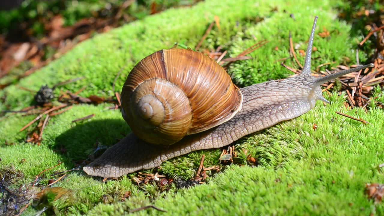Lumaca nel bosco. Riprese di lumache