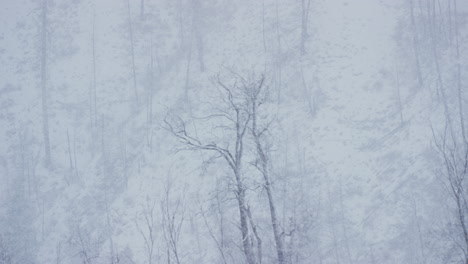 árbol solitario parado en medio de una ventisca ventosa de invierno con la ladera detrás
