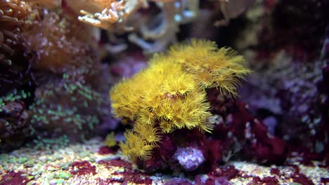 Primer-Plano-De-Coral-Marino-Exótico