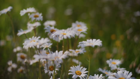 un primer plano de margaritas en flor en un prado de flores.