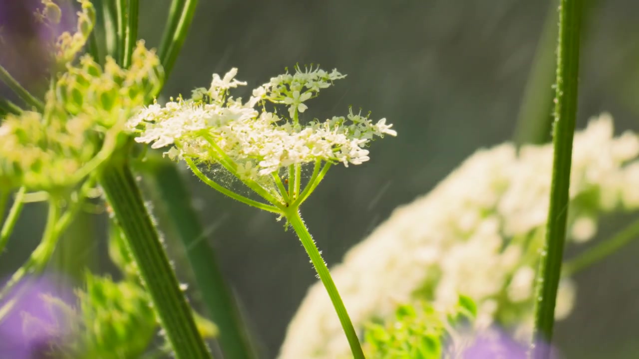 Close-up of Cow Parsley being Showered with Water in Slow Motion During Extreme Heatwave in UK.