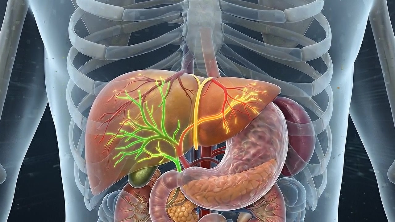3D Medical Animation of Human Liver Anatomy and Bile Ducts
