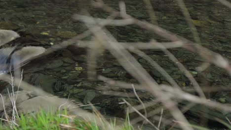 Close-up-of-thin-flower-stems-revealing-crystal-clear-welsh-water-from-Afon-Lledr-river-flowing