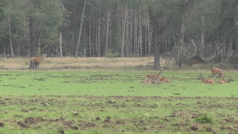 Herde-Von-Hirschen,-Die-Auf-Grünem-Grasland-Ruhen-Und-Grasen,-Mit-Einem-Bock,-Der-Im-Hintergrund-Ruft