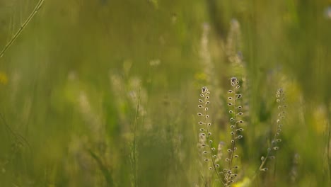 Rack-focus-in-meadow-of-dainty-wildflowers-backlit-at-sunset,-herbaceous-plants