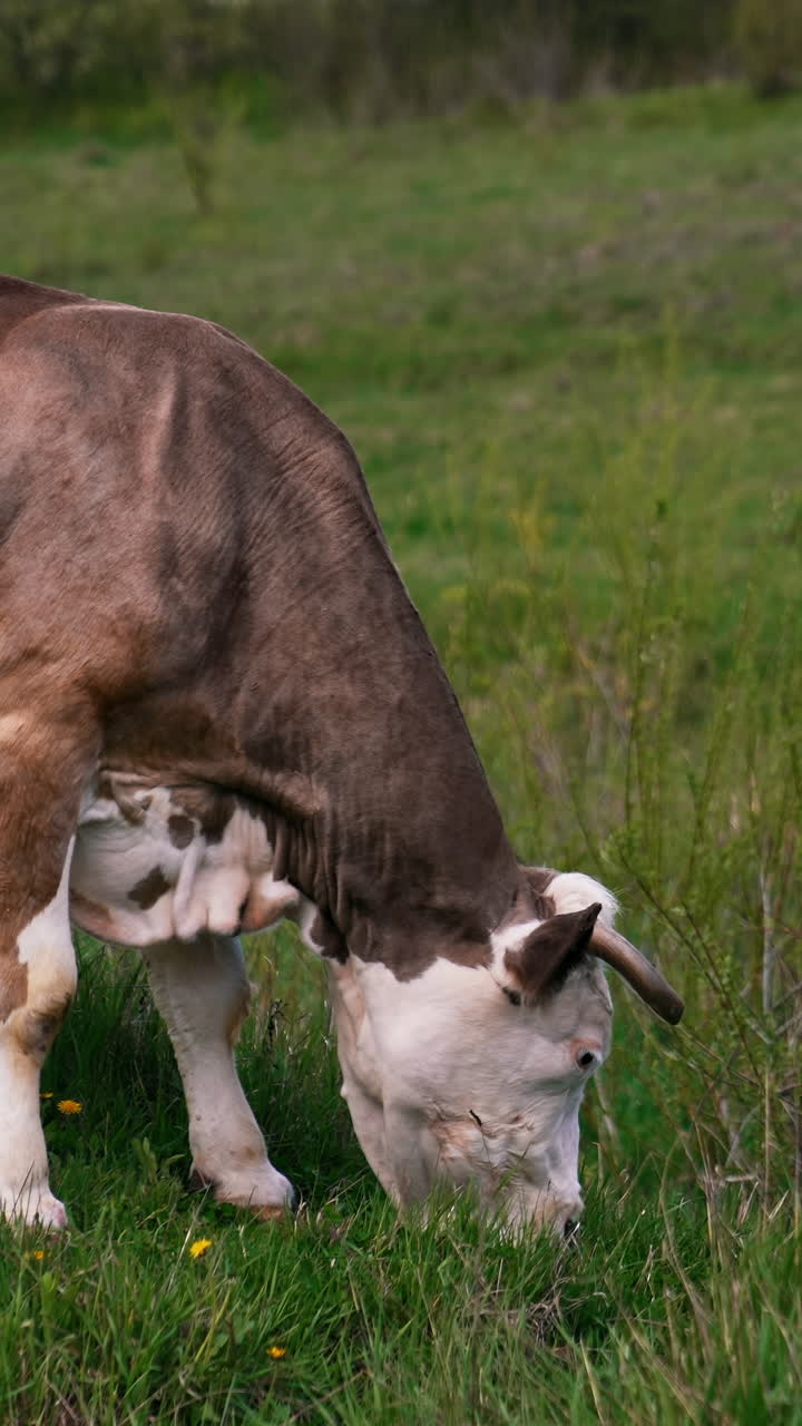 Milk cow eating grass on green meadow. Brown cow grazing fresh grass on pasture. Dairy cow on field in spring. Vertical video
