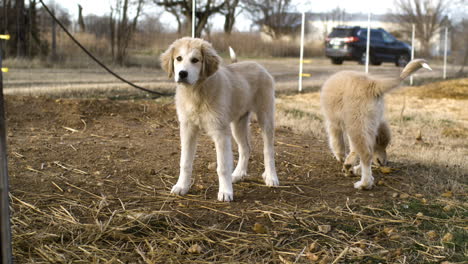 two adorable great pyrenees dogs playing outside, slow motion shot, day