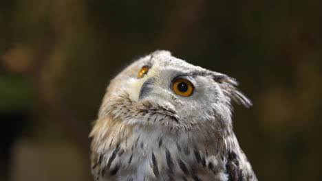 close-up shot of a cute white eurasian eagle-owl blinking and looking up for preys