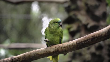 loro verde sentado en un árbol y comiendo comida, animales divertidos