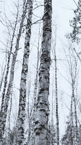 snowy winter forest