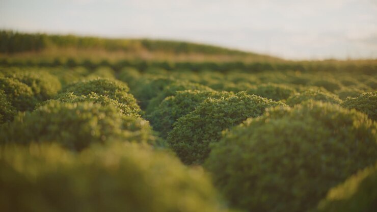 file di cespugli verdi in un campo al tramonto
