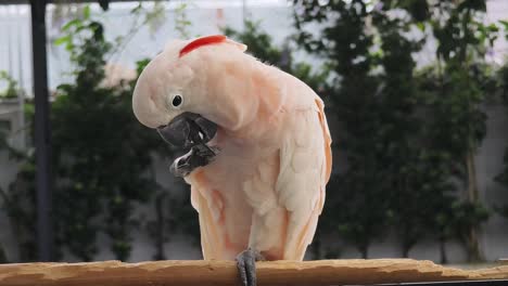 pink cockatoo