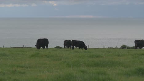 black cows cattle grazing in a fenced pasture at the seaside on a cloudy day