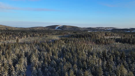 Paisaje-De-Bosque-De-Invierno-Desde-Arriba