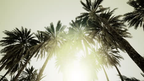 palm trees reaching towards bright sunlight in tropical setting