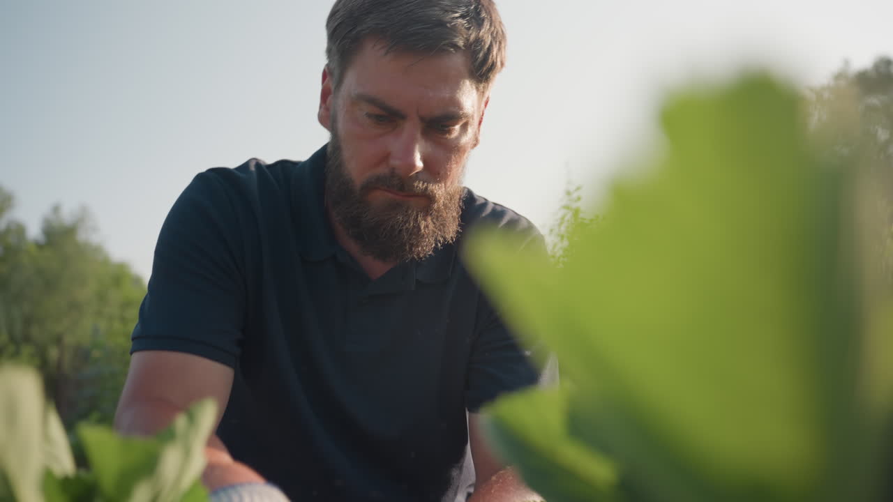 Close up of man squatting in sunlit garden bed pulling weeds from soil around green plants, focusing on hand movement removing unwanted vegetation