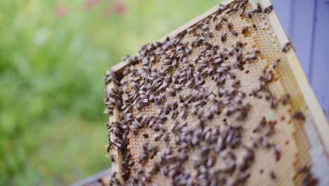 view of bees working on a frame full of honey