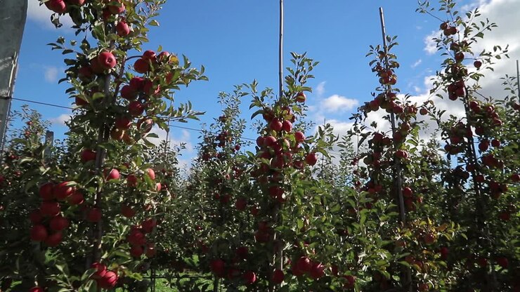 apple trees are ripening in the garden in the summer. Formation of a young garden. Camera motion to right