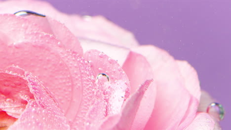 pink rose petals with water drops